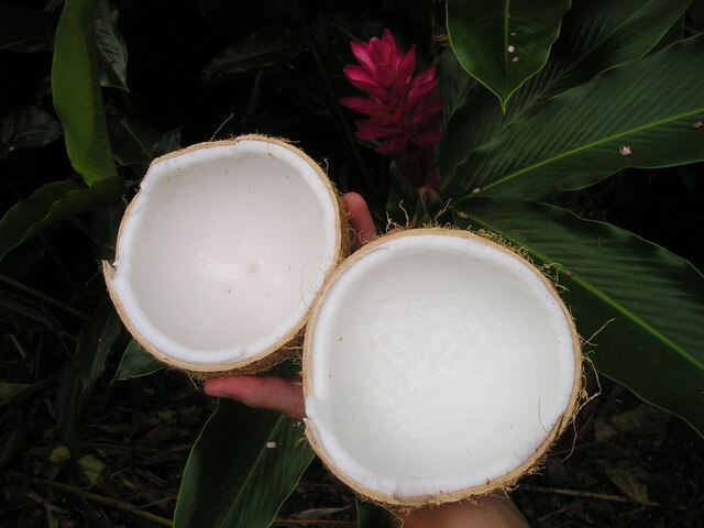 Dwie połówki kokosa na dłoni