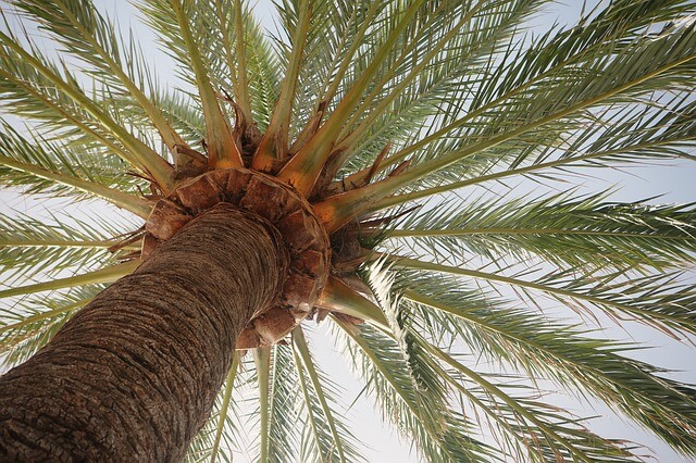 Palma kokosowa o rozłożystych liściach